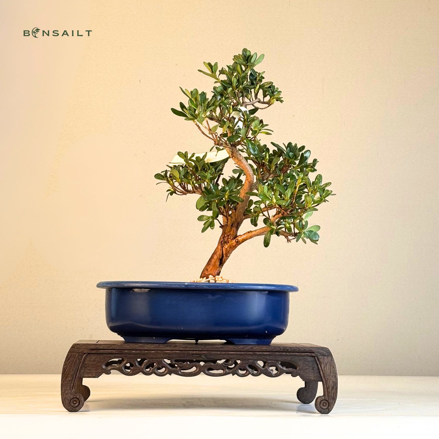Satsuki Azalee Bonsai P23cm Topf ,,Kanuma-no-kagami''