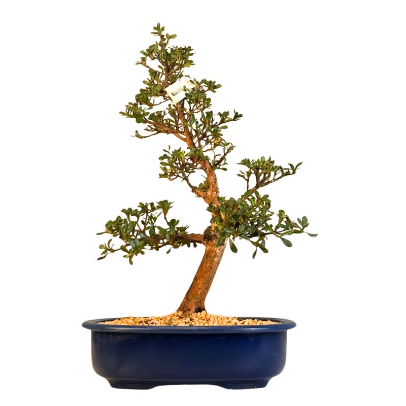 Satsuki Azalee Bonsai P23cm Topf ,,Kanuma-no-kagami''