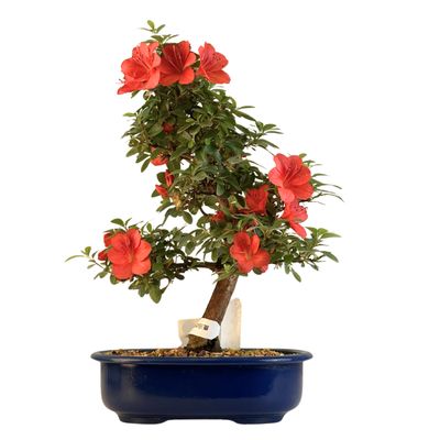Satsuki Azalee Bonsai P23cm Topf ,,Kanuma-no-kagami'' Satsuki Azalee Bonsai P23cm Topf ,,Kanuma-no-kagami''