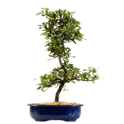 Satsuki Azalee Bonsai P23cm Topf ,,Shinsei'' Satsuki Azalee Bonsai P23cm Topf ,,Shinsei''
