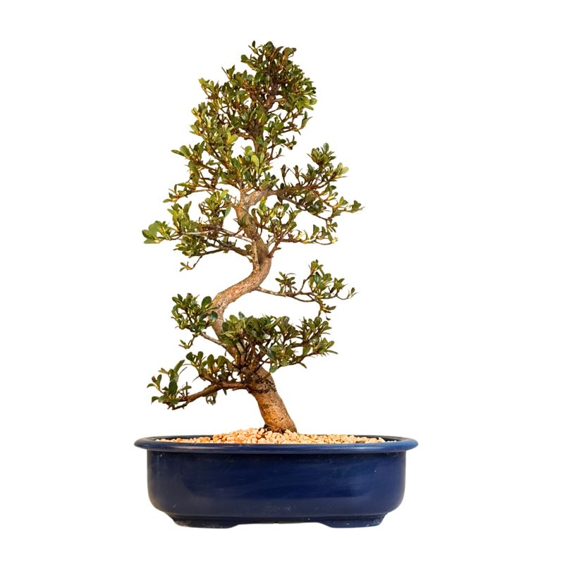 Satsuki Azalee Bonsai P23cm Topf ,,Misaki''