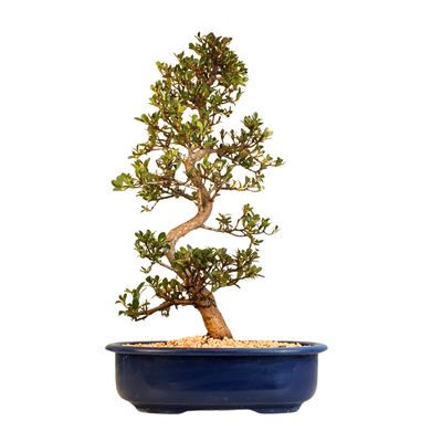 Satsuki Azalee Bonsai P23cm Topf ,,Misaki''