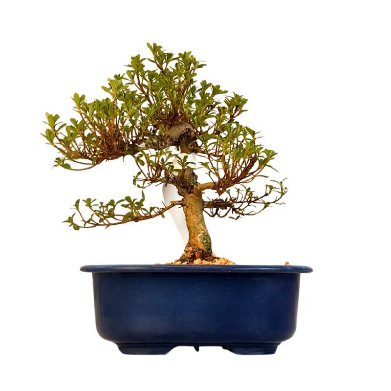 Satsuki Azalee Bonsai – Blühender Bonsai aus Japan im 18 cm Topf ,,Kyokko"
