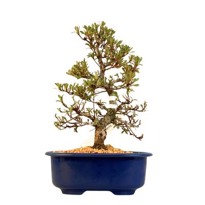 Satsuki Azalee Bonsai – Blühender Bonsai aus Japan im 18 cm Topf ,,Kyokko"