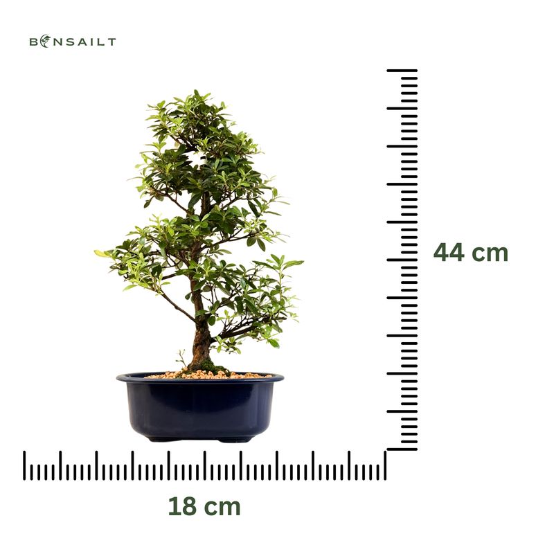 Satsuki Azalee Bonsai – Blühender Bonsai aus Japan im 18 cm Topf ,,Mio"