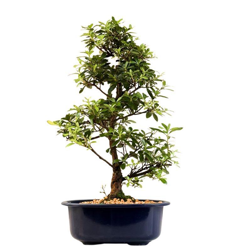 Satsuki Azalee Bonsai – Blühender Bonsai aus Japan im 18 cm Topf ,,Mio" Satsuki Azalee Bonsai – Blühender Bonsai aus Japan im 18 cm Topf ,,Mio"