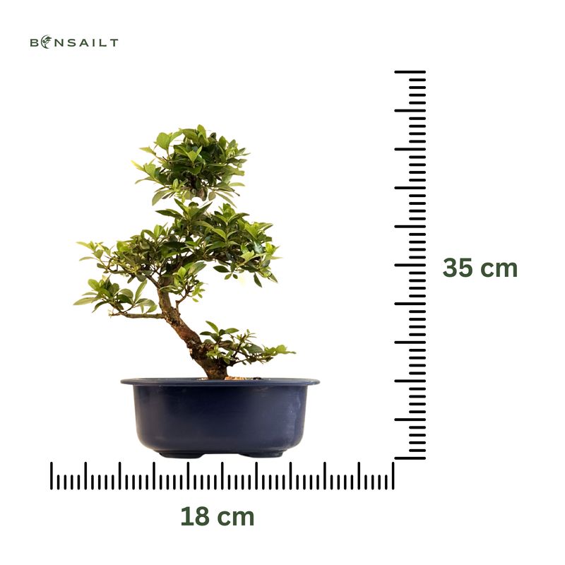 Satsuki Azalee Bonsai – Blühender Bonsai aus Japan im 18 cm Topf ,,Secchuka"