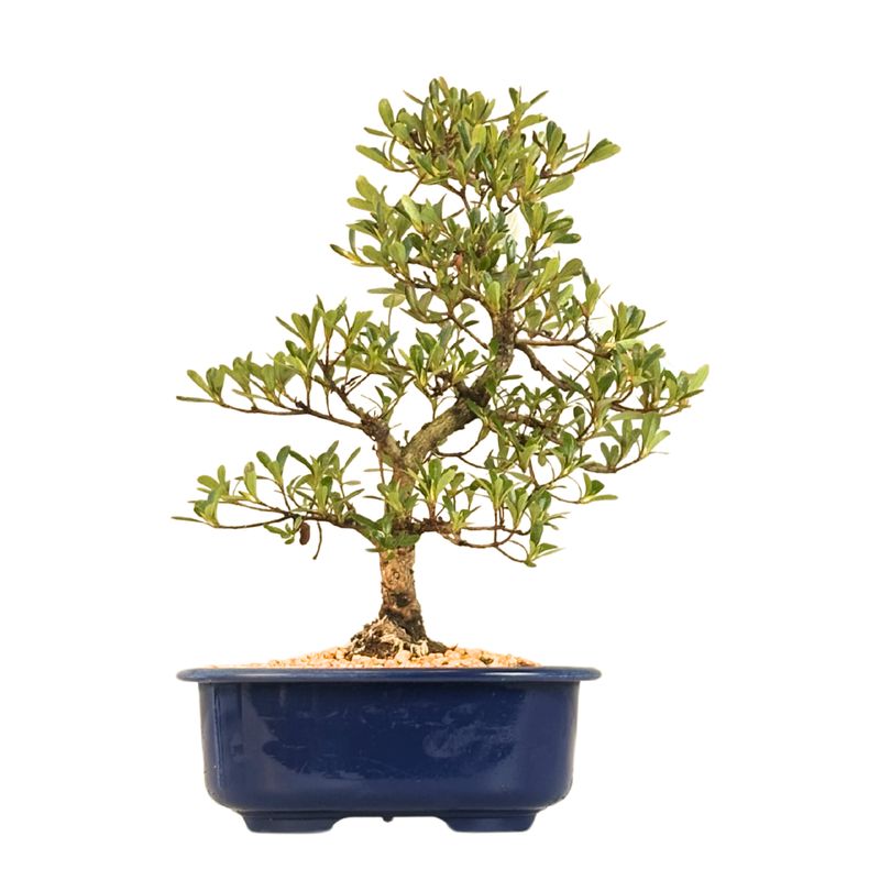 Satsuki Azalee Bonsai – Blühender Bonsai aus Japan im 18 cm Topf ,,Asazakura''