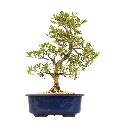Satsuki Azalee Bonsai – Blühender Bonsai aus Japan im 18 cm Topf ,,Asazakura''