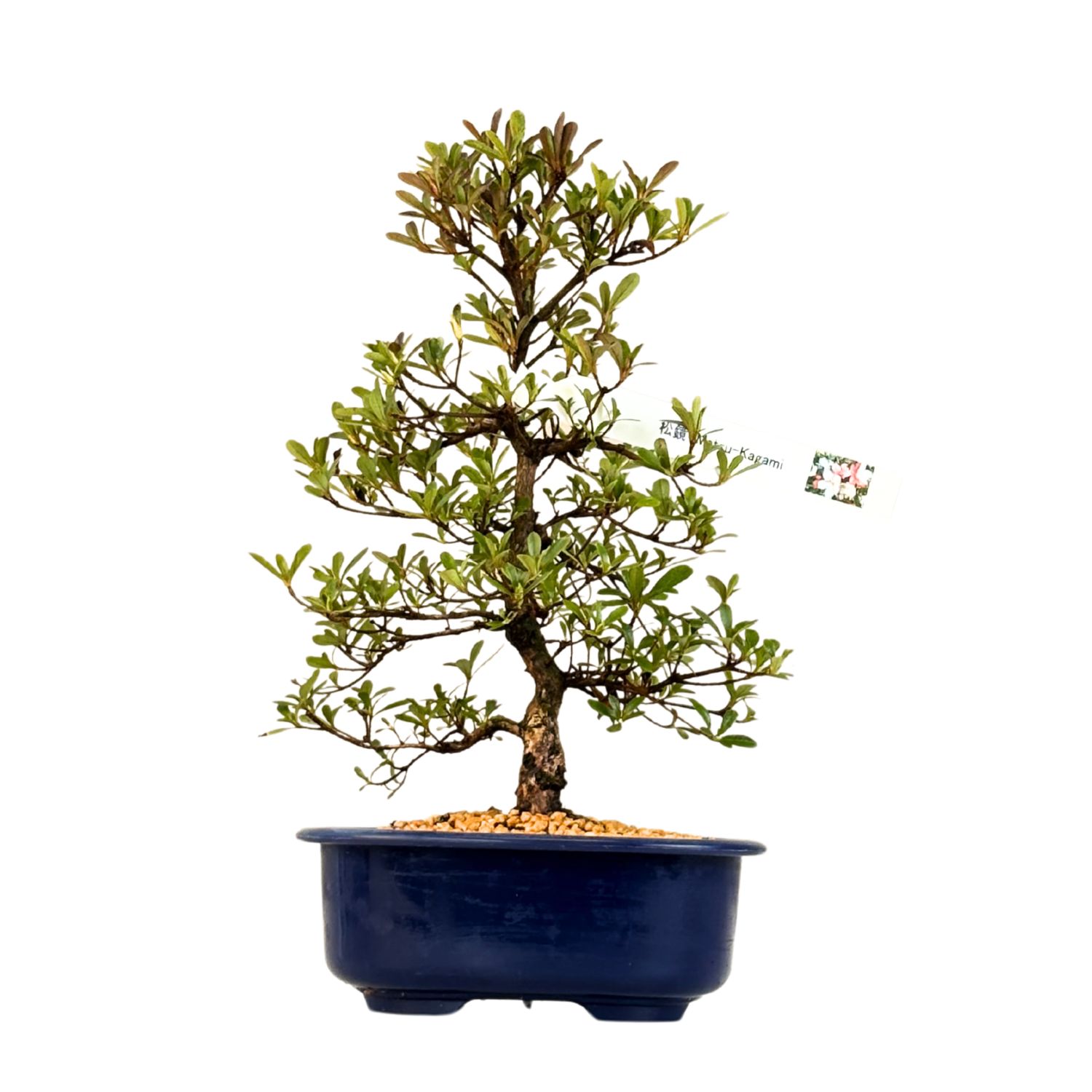 Satsuki Azalee Bonsai – Blühender Bonsai aus Japan im 18 cm Topf ,,Matsu-Kagami''