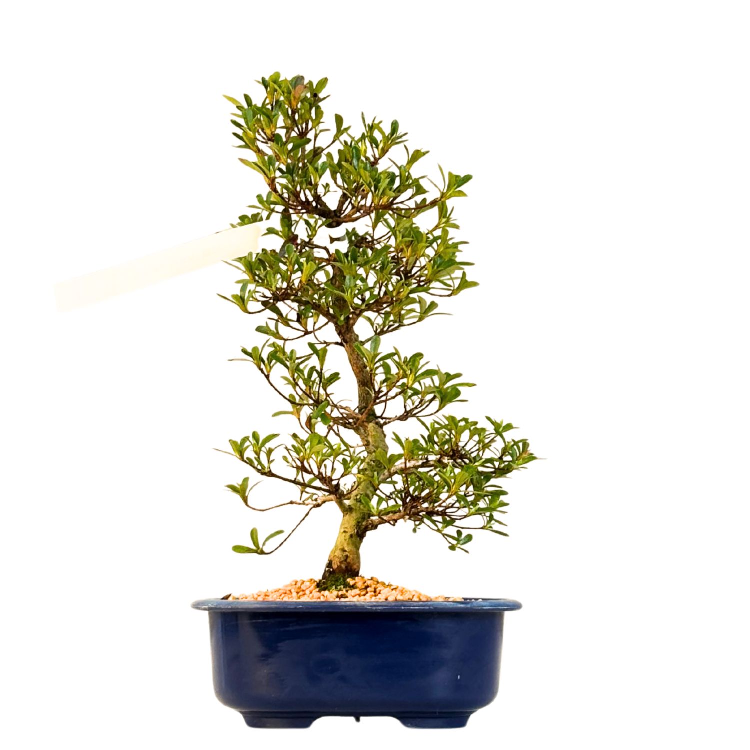 Satsuki Azalee Bonsai – Blühender Bonsai aus Japan im 18 cm Topf ,,Matsu-Kagami''