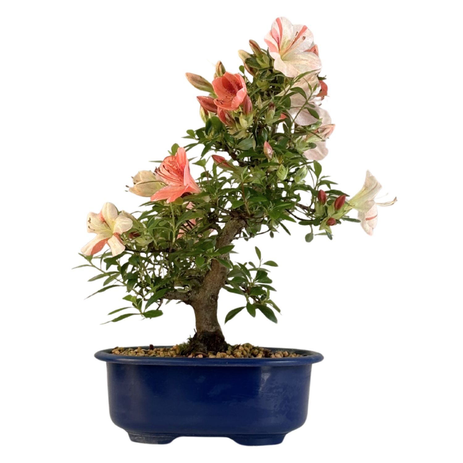 Satsuki Azalee Bonsai – Blühender Bonsai aus Japan im 18 cm Topf
