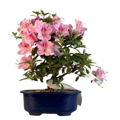 Satsuki Azalee Bonsai – Blühender Bonsai aus Japan im 18 cm Topf ,,Kaminoyamakarin"