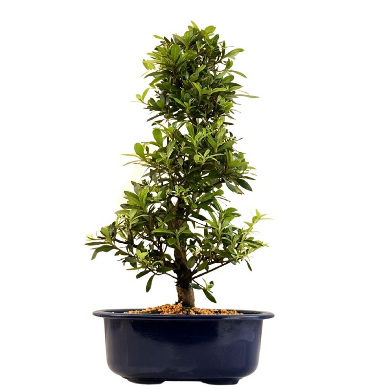 Satsuki Azalee Bonsai – Blühender Bonsai aus Japan im 18 cm Topf ,,Beniko" Satsuki Azalee Bonsai – Blühender Bonsai aus Japan im 18 cm Topf ,,Beniko"