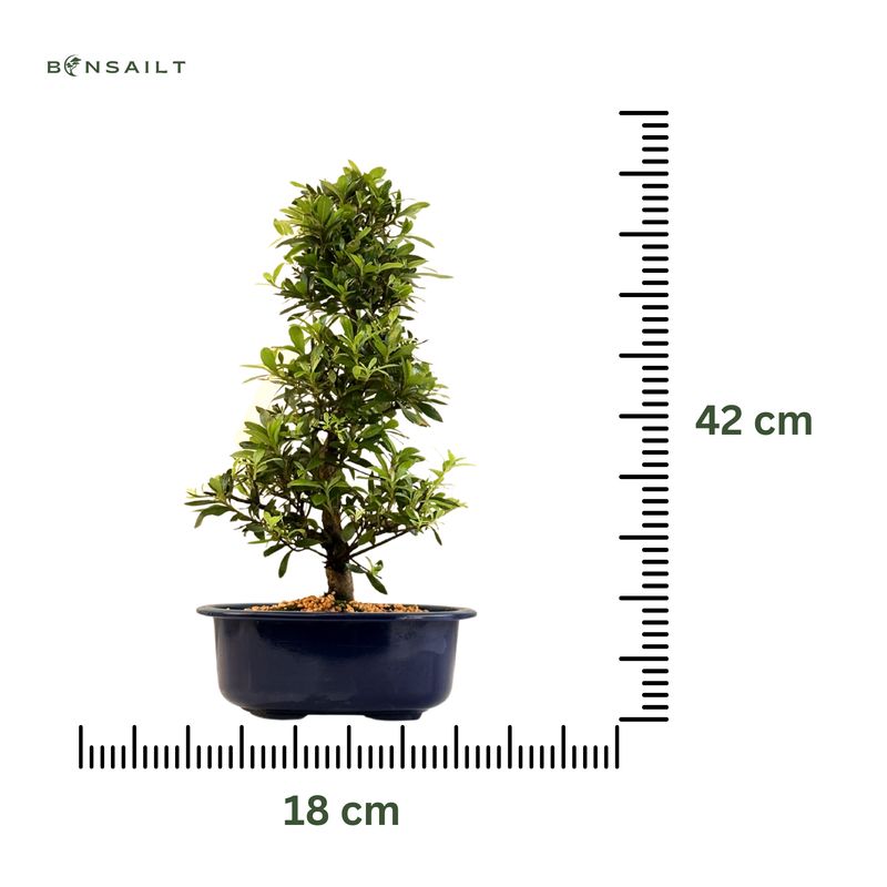 Satsuki Azalee Bonsai – Blühender Bonsai aus Japan im 18 cm Topf ,,Beniko"
