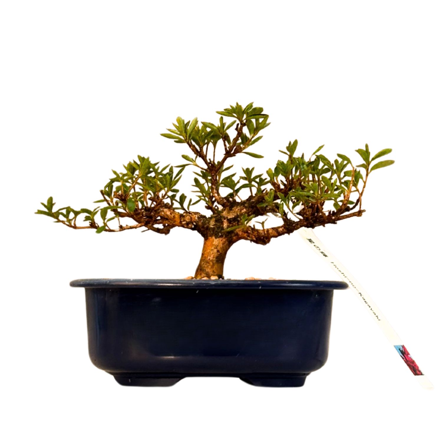 Satsuki Azalee Bonsai – Blühender Bonsai aus Japan im 18 cm Topf ,,Hoshi-no-Kagayski''