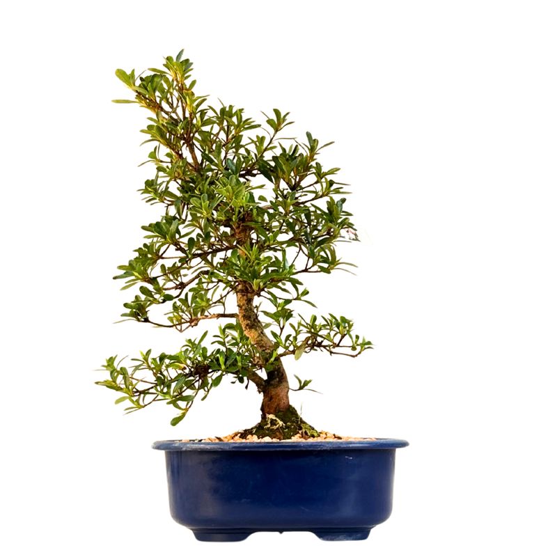 Satsuki Azalee Bonsai – Blühender Bonsai aus Japan im 18 cm Topf ,,Matsu-Kagami''