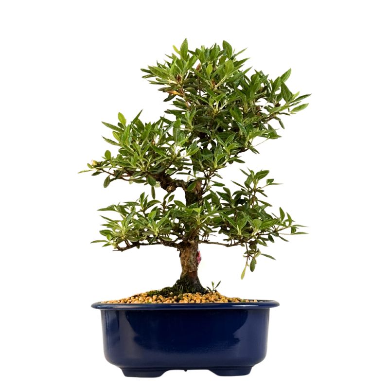 Satsuki Azalee Bonsai – Blühender Bonsai aus Japan im 18 cm Topf ,,Hoshi-no-Kagayaki''