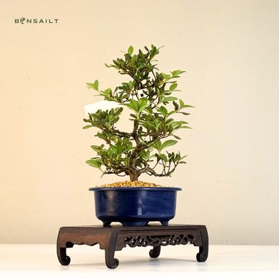 Satsuki Azalee Bonsai  Blhender Bonsai aus Japan im 18 cm Topf  ,,Kaminoyamakarin''