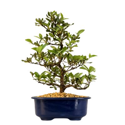 Satsuki Azalee Bonsai – Blühender Bonsai aus Japan im 18 cm Topf ,,Kaminoyamakarin''