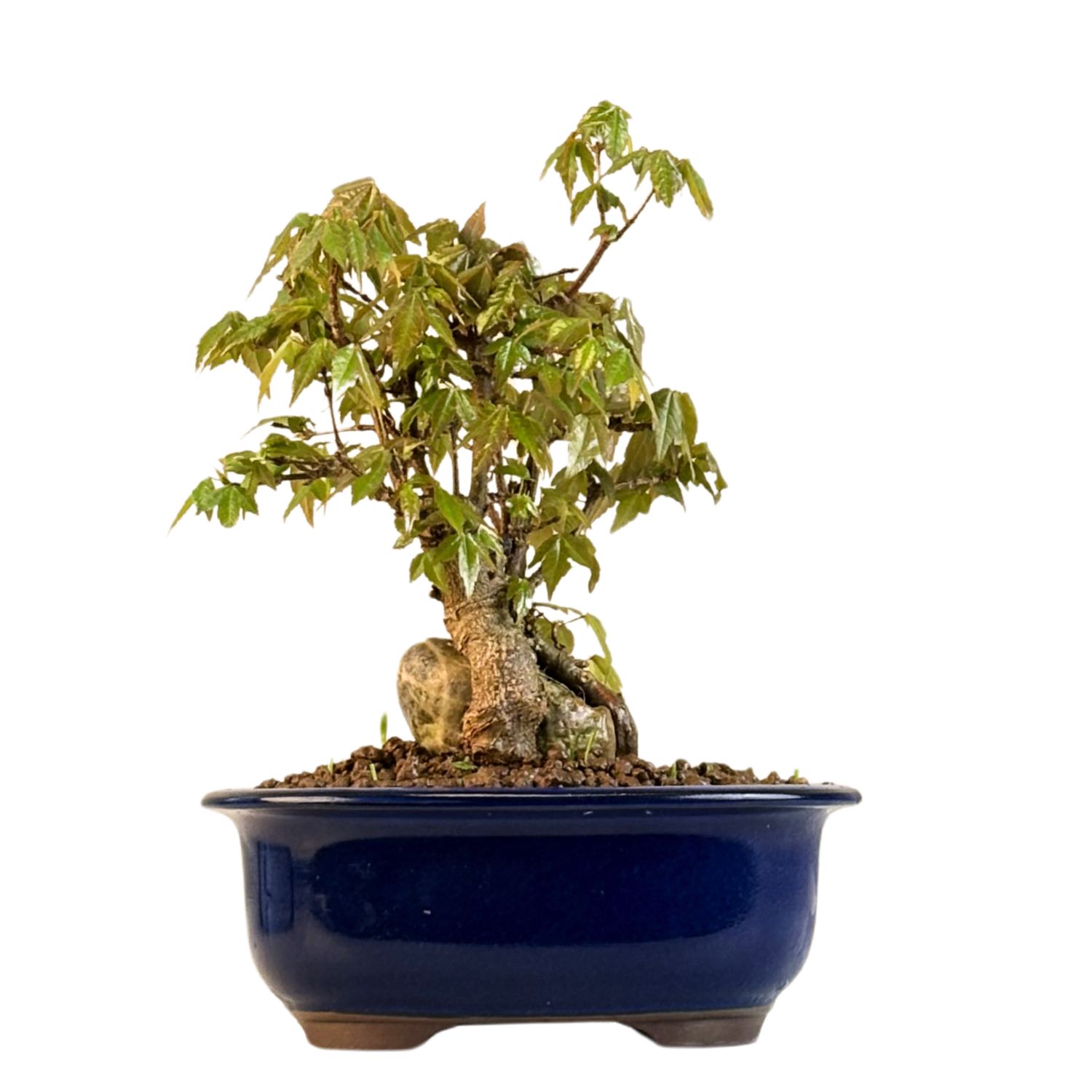 Dreispitzahorn -Bonsai auf dem Felsen Trident maple P18
