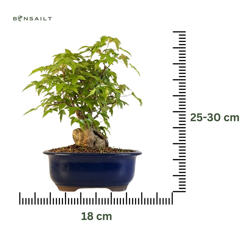 Dreispitzahorn -Bonsai auf dem Felsen Trident maple P18