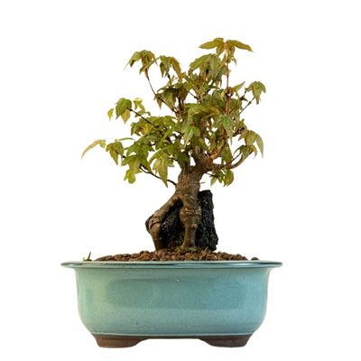 Dreispitzahorn -Bonsai auf dem Felsen Trident maple P18