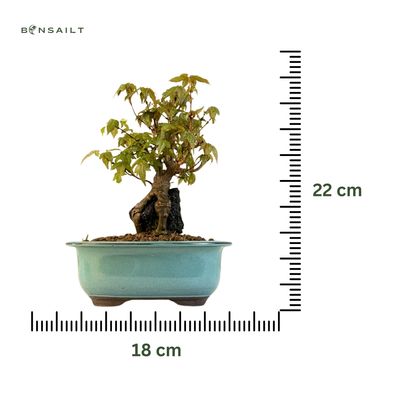 Dreispitzahorn -Bonsai auf dem Felsen Trident maple P18