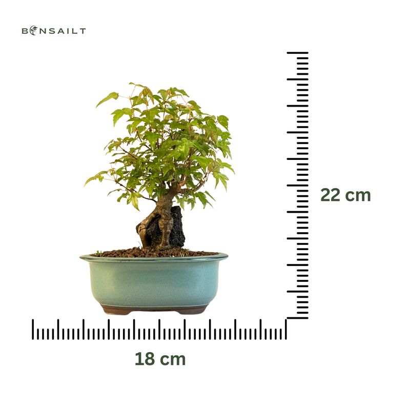 Dreispitzahorn -Bonsai auf dem Felsen Trident maple P18