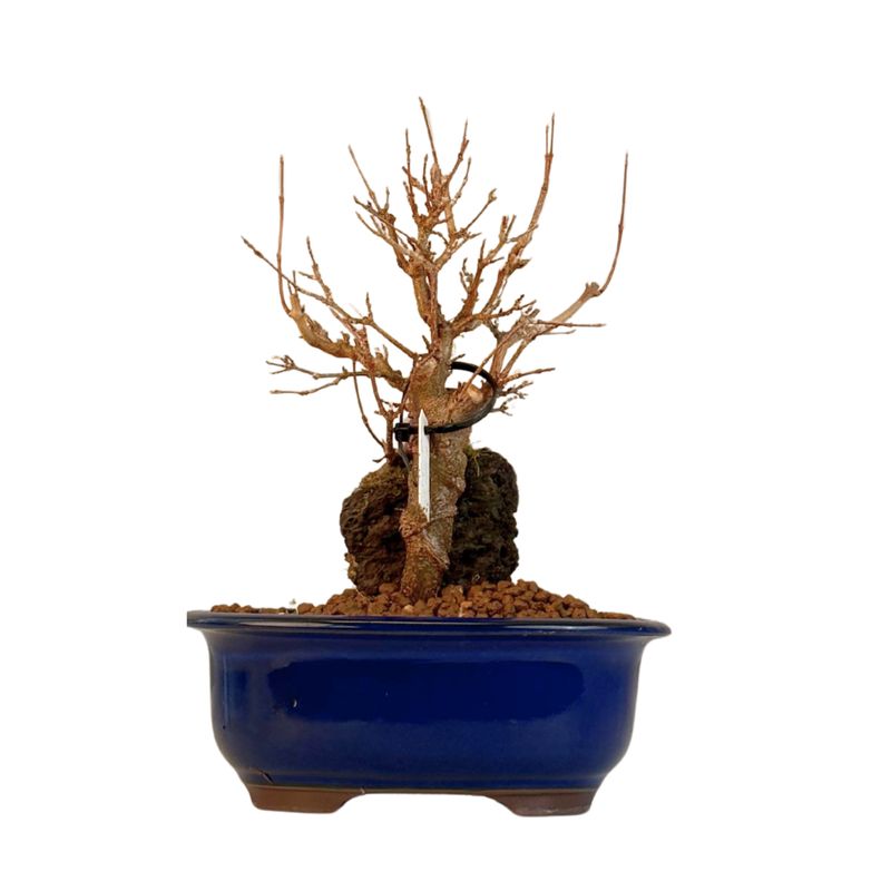 Dreispitzahorn -Bonsai auf dem Felsen Trident maple P18