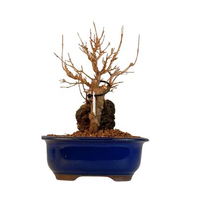 Dreispitzahorn -Bonsai auf dem Felsen Trident maple P18