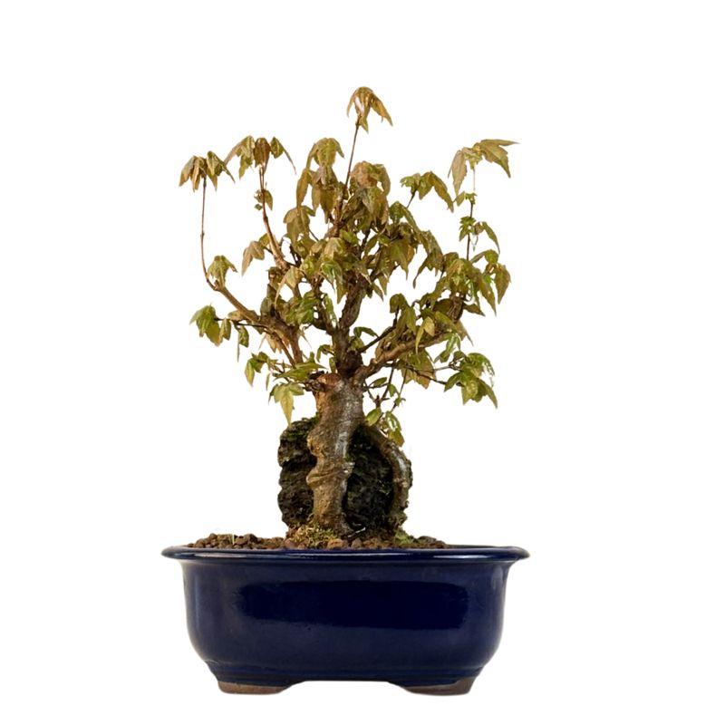 Dreispitzahorn -Bonsai auf dem Felsen Trident maple P18