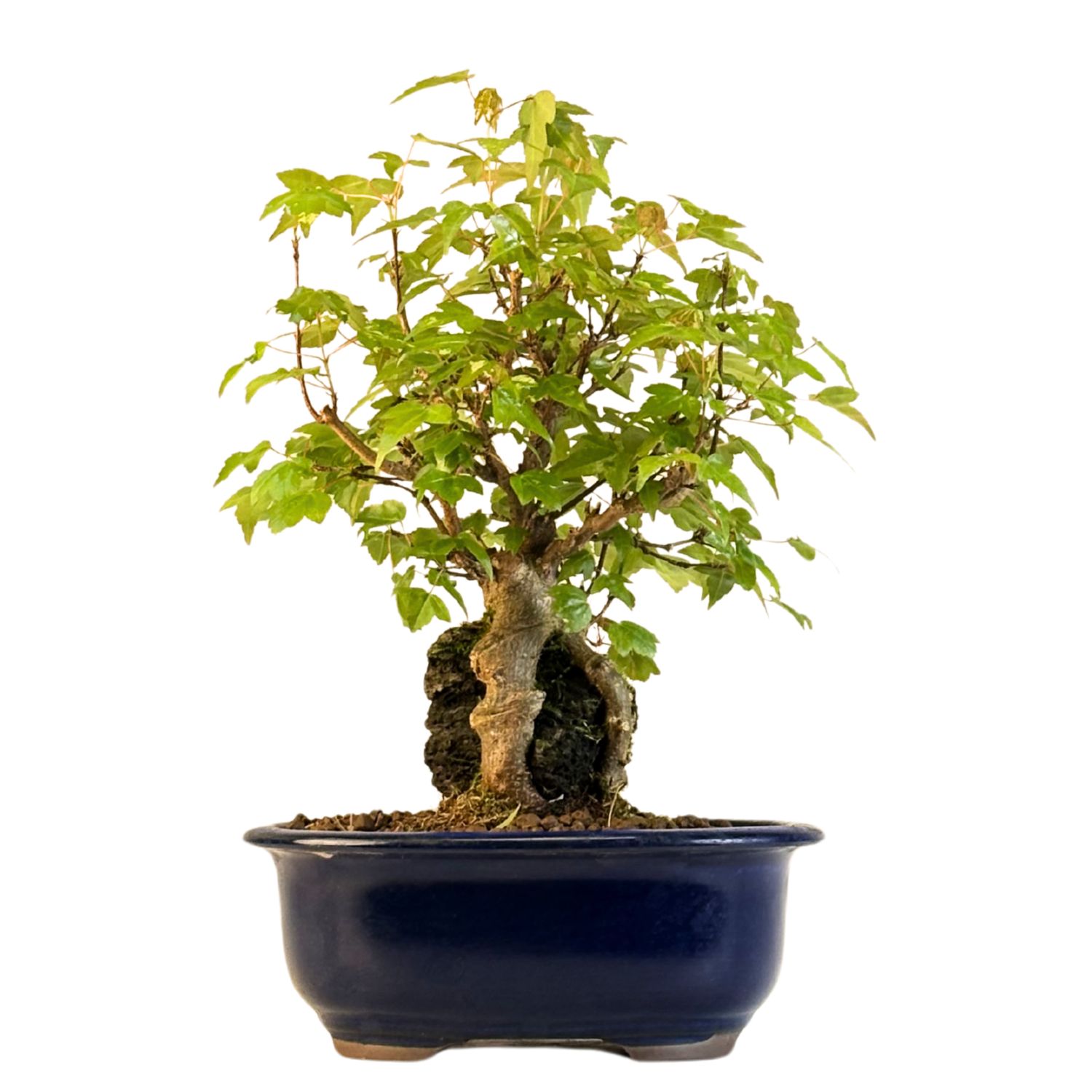 Dreispitzahorn -Bonsai auf dem Felsen Trident maple P18