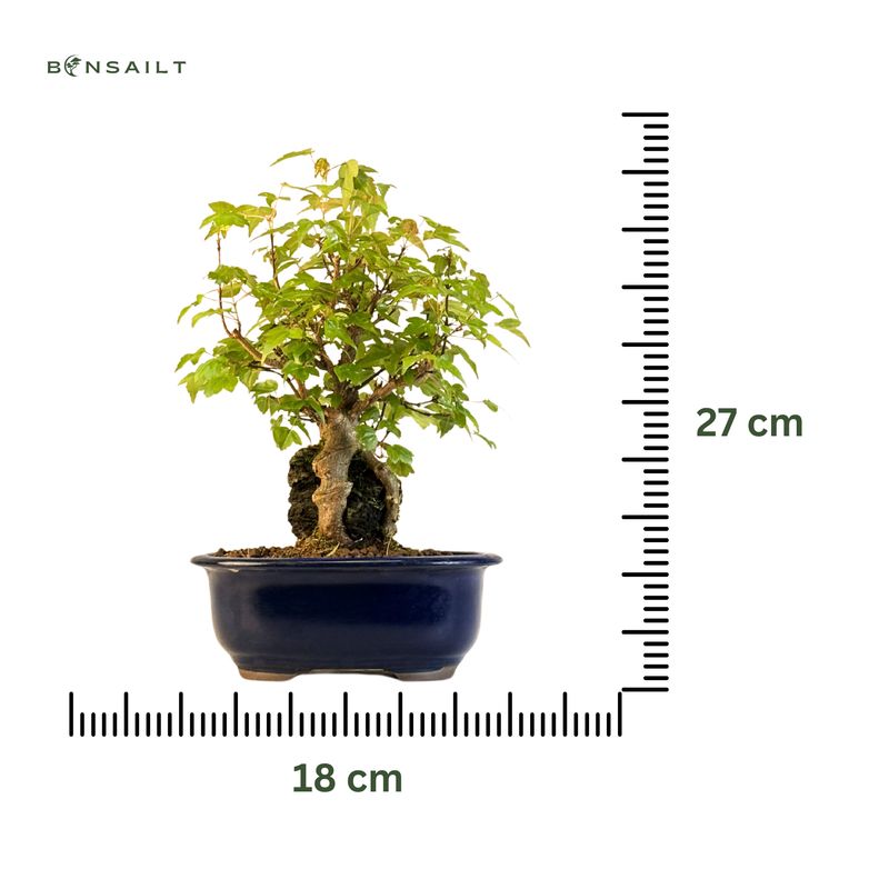 Dreispitzahorn -Bonsai auf dem Felsen Trident maple P18