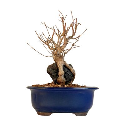 Dreispitzahorn -Bonsai auf dem Felsen Trident maple P18
