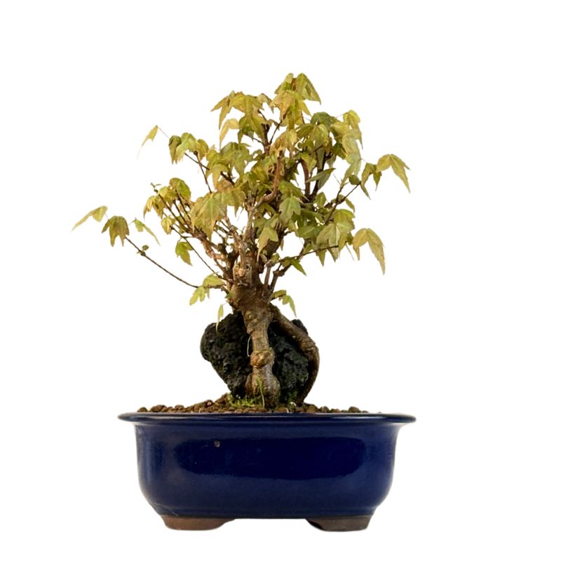 Dreispitzahorn -Bonsai auf dem Felsen Trident maple P18