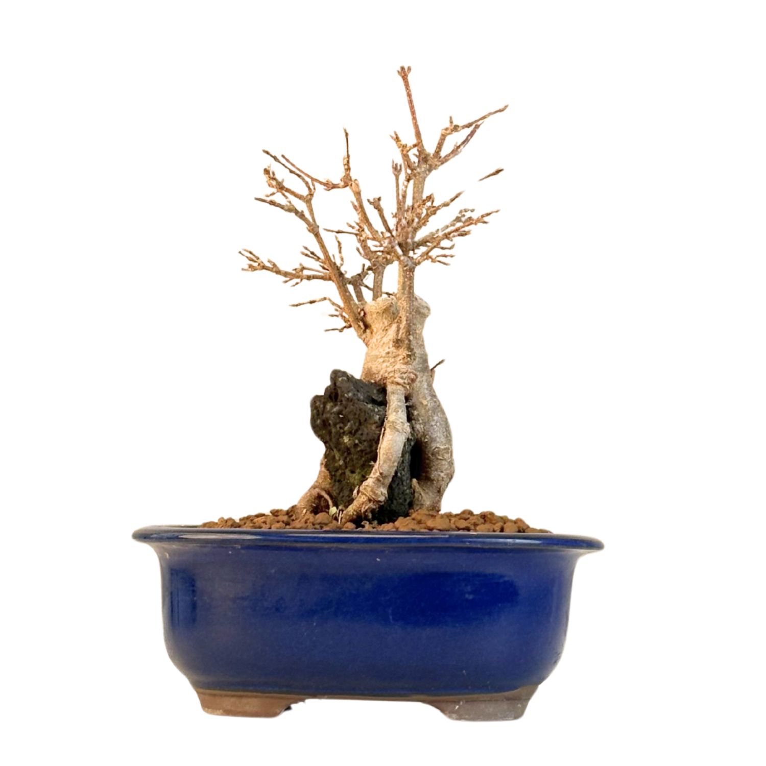 Dreispitzahorn -Bonsai auf dem Felsen Trident maple P18