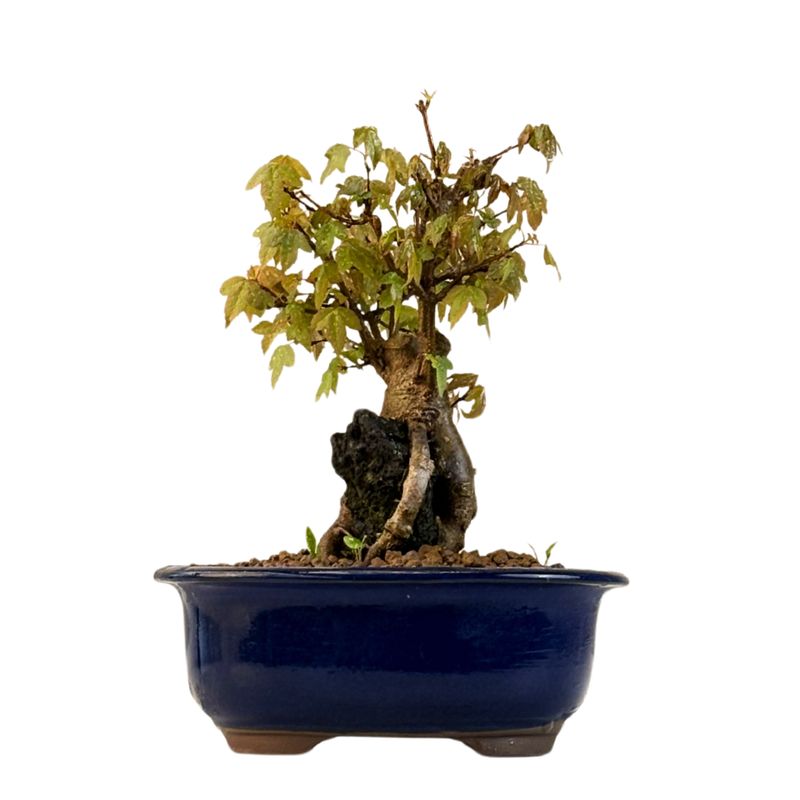 Dreispitzahorn -Bonsai auf dem Felsen Trident maple P18