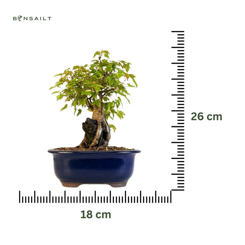 Dreispitzahorn -Bonsai auf dem Felsen Trident maple P18