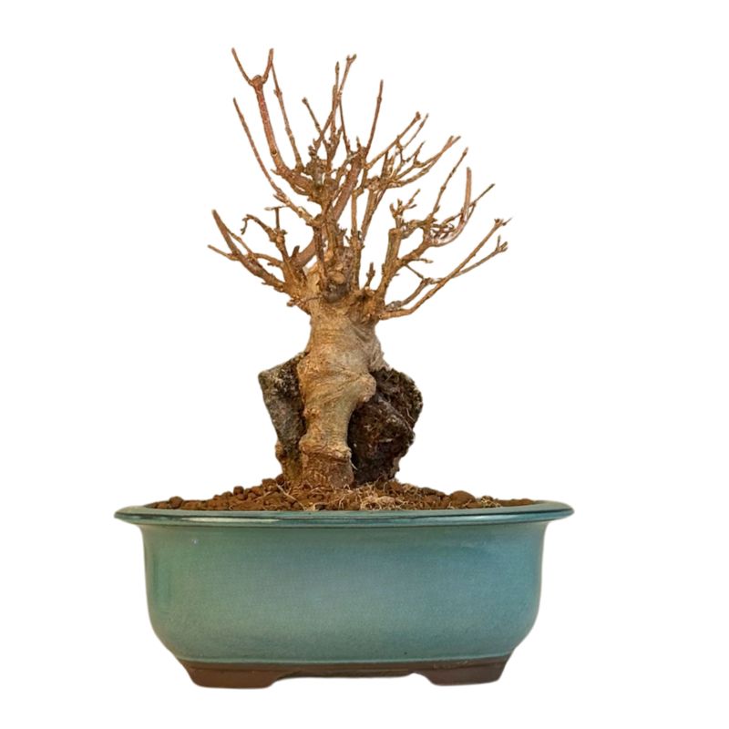 Dreispitzahorn -Bonsai auf dem Felsen Trident maple P18