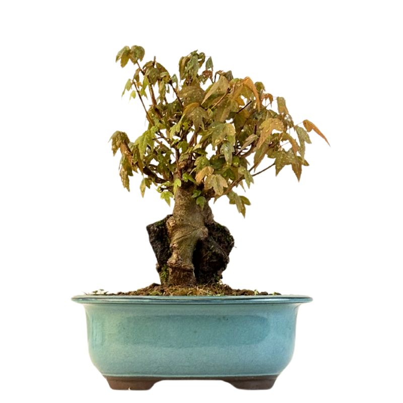 Dreispitzahorn -Bonsai auf dem Felsen Trident maple P18