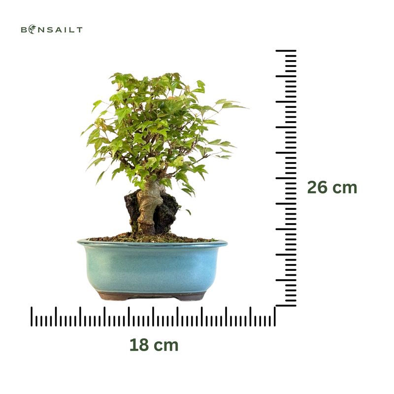 Dreispitzahorn -Bonsai auf dem Felsen Trident maple P18