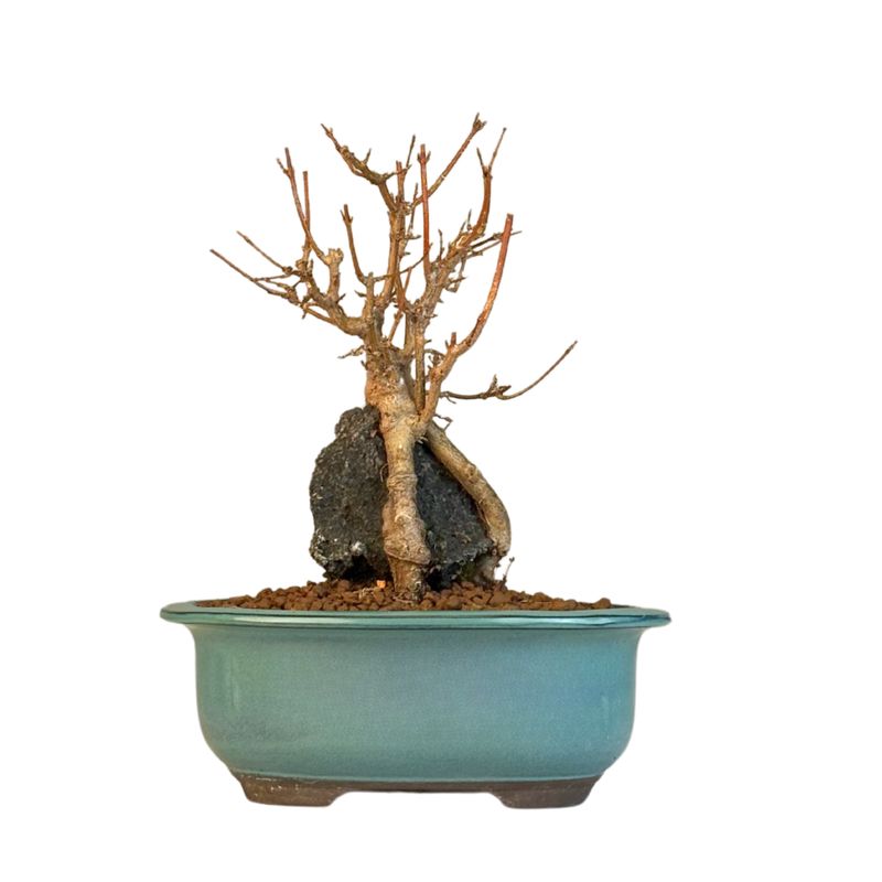 Dreispitzahorn -Bonsai auf dem Felsen Trident maple P18