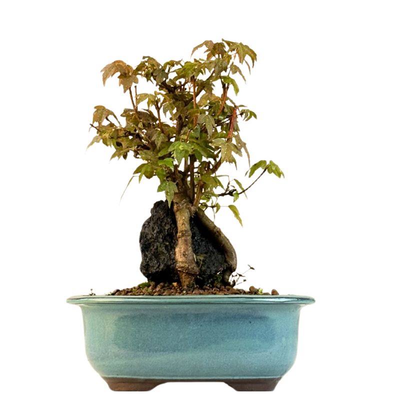 Dreispitzahorn -Bonsai auf dem Felsen Trident maple P18