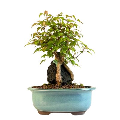 Dreispitzahorn -Bonsai auf dem Felsen Trident maple P18
