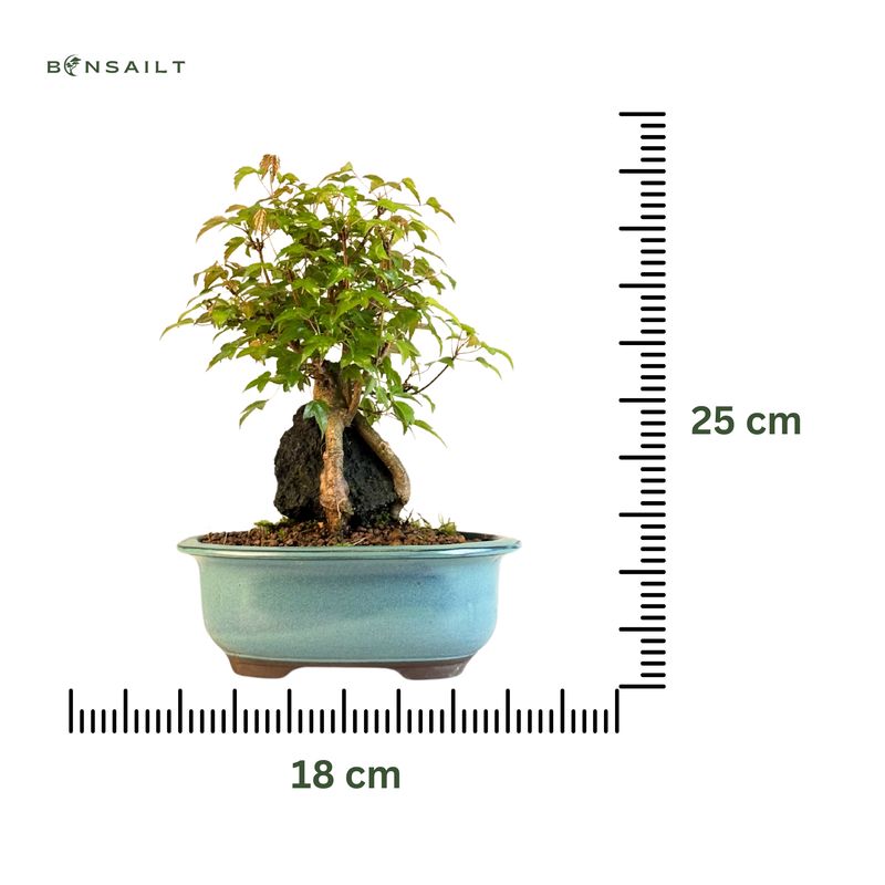 Dreispitzahorn -Bonsai auf dem Felsen Trident maple P18