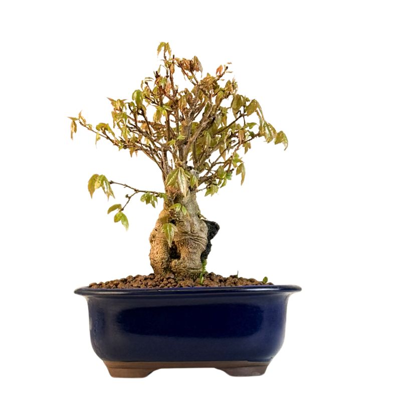 Dreispitzahorn -Bonsai auf dem Felsen Trident maple P18
