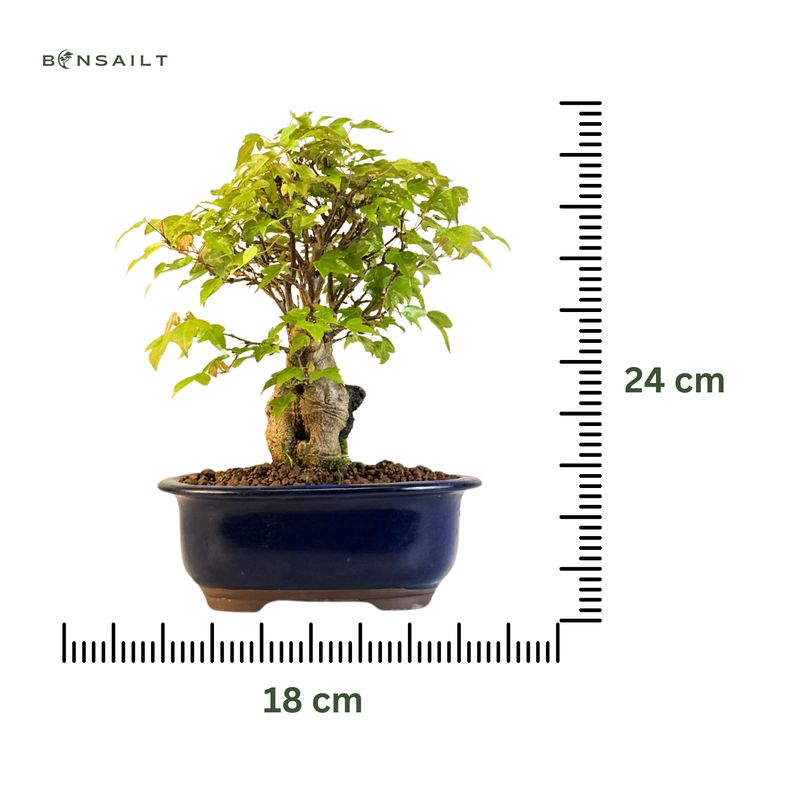 Dreispitzahorn -Bonsai auf dem Felsen Trident maple P18