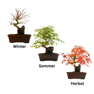 Acer Palmatum - Ahorne auf dem Felsen P15