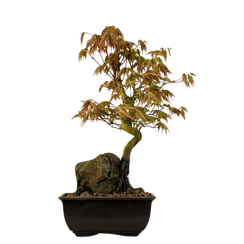 Acer Palmatum - Ahorne auf dem Felsen P15 Acer Palmatum - Ahorne auf dem Felsen P15